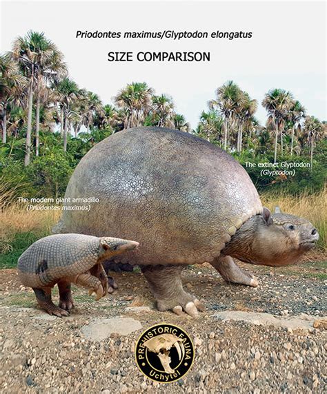 glyptodon vs armadillo.